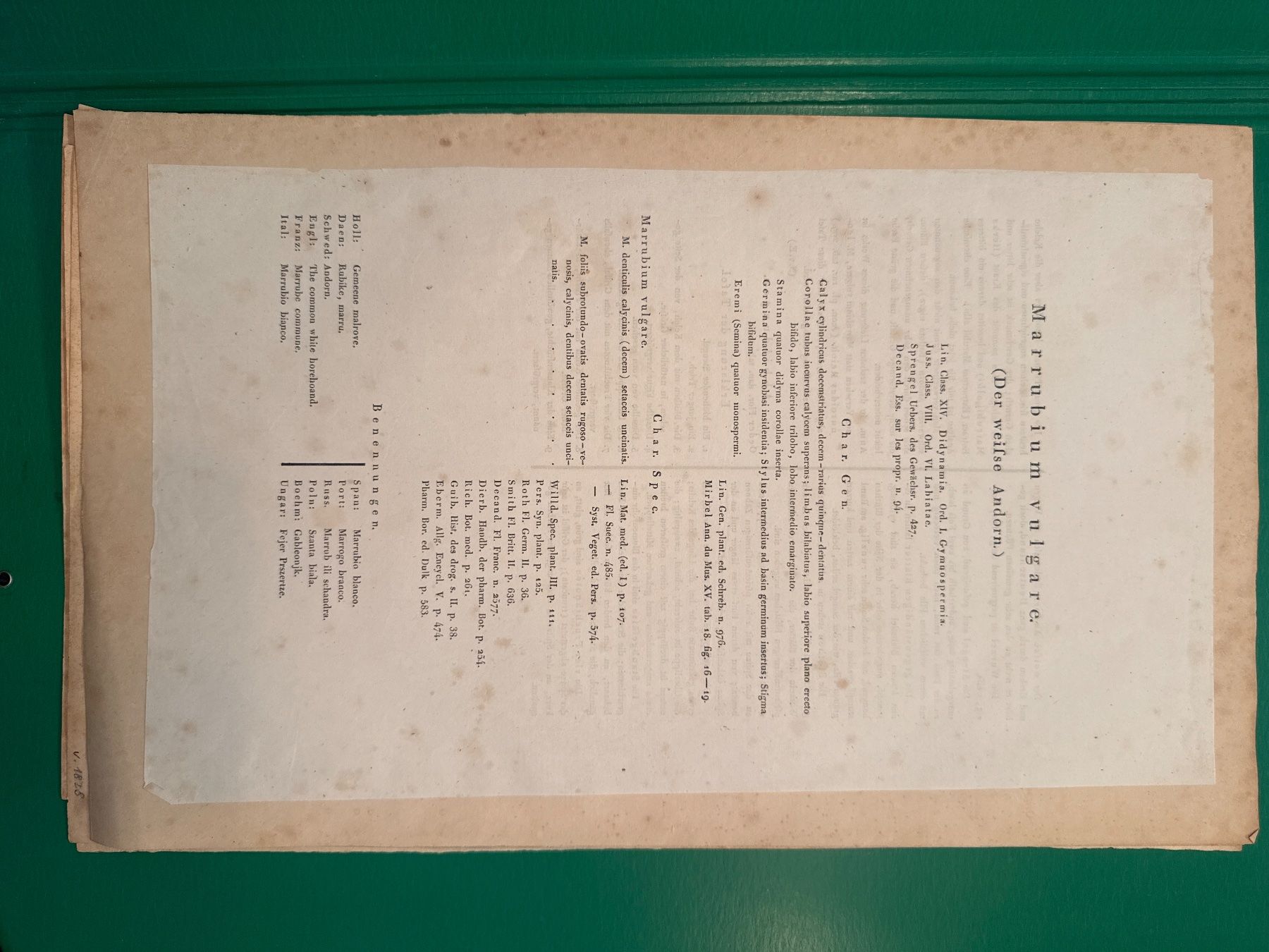 Grafiken & Lithographien: Original Botanik Drucke 1828 – Gebraucht aus Männedorf von magiundmerlin 3
