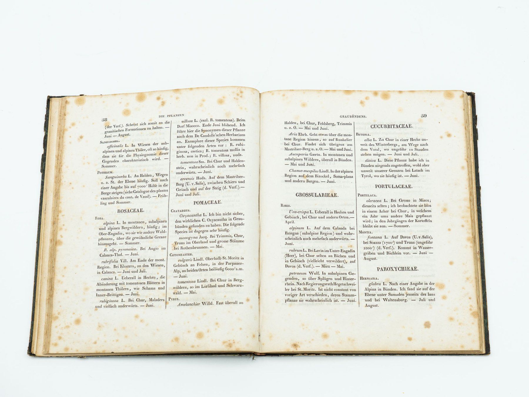 Libri: Antiquarisches Buch "Botanik Graubünden" - 1839 - Ref. 06/25 – Usato da Au ZH venduto da BrockiAu 7
