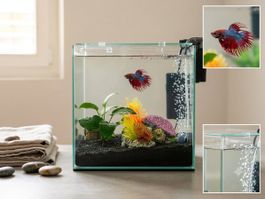 Aquarium mit Filter und Dekoration und Kampffisch