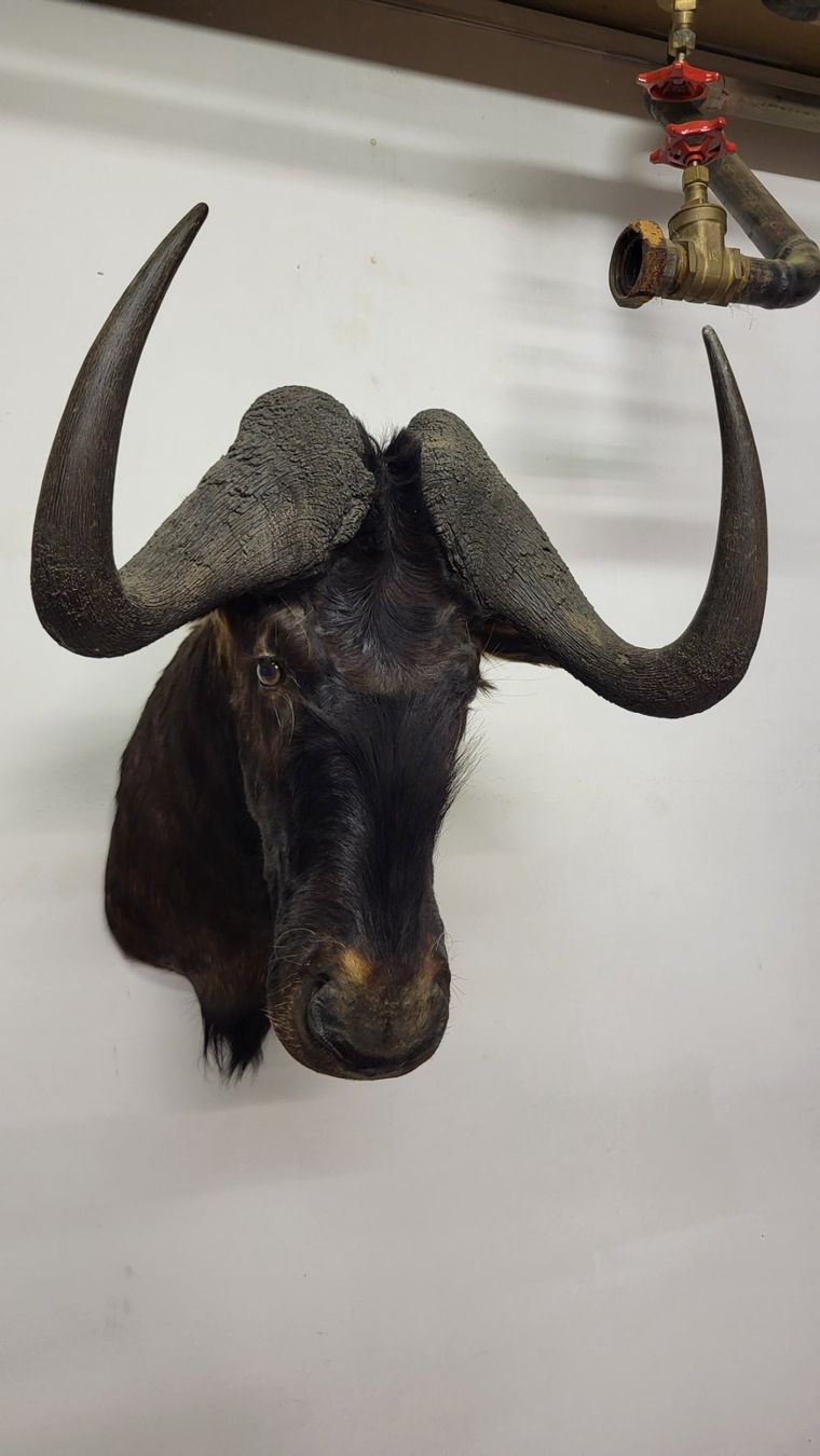 Monde des animaux: Präparierte Gnu Kopf, Trophäe mit Geweih, Dekoration – D'occasion à Andwil par cwi_b9s6