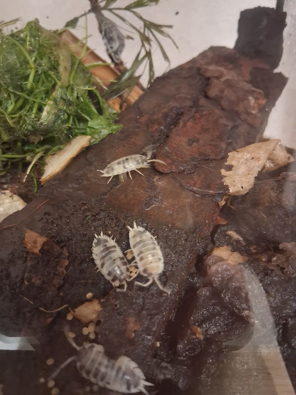 Terrario: Terrarium, 4 Stück, mit Asseln – Usato da Schüpfheim venduto da lestat04