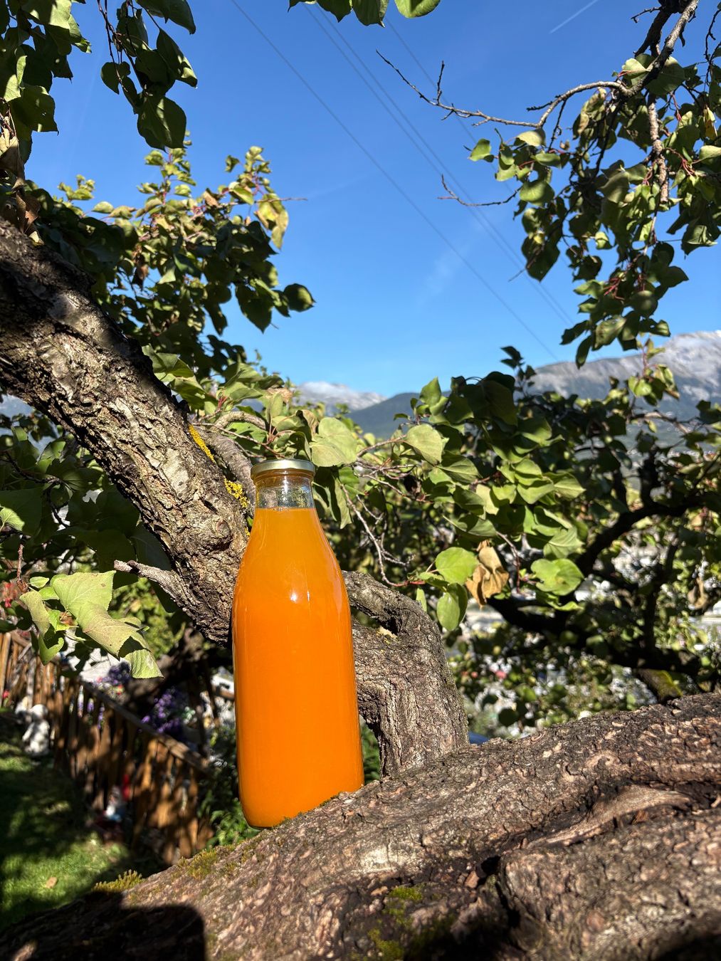 Altro in Stoviglie & Bicchieri: Jus-Nectar d’abricots Luizet – Nuovo e nell'imballaggio originale da Sion venduto da Fort1988