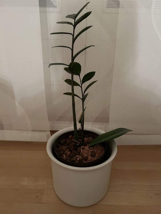 Glücksfeder Zamioculcas – 45-50cm Zimmerpflanze inkl. Ziertopf Vibes Fold Rosa Ø14cm – Pflegeleichte Grünpflanze mit glänzenden Blättern – Robust & luftreinigend – Für Wohnzimmer & Büro main image 0