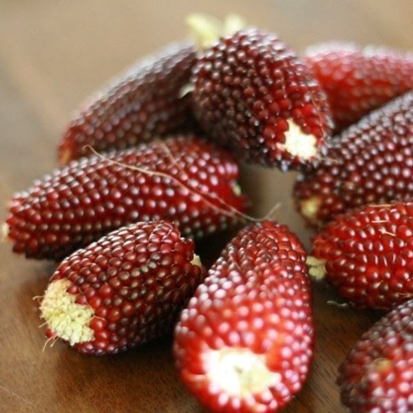 Piante & sementi: MAÏS FRAISE  15g – Nuovo (secondo la descrizione) da Bremblens venduto da FIBONACCI369 2