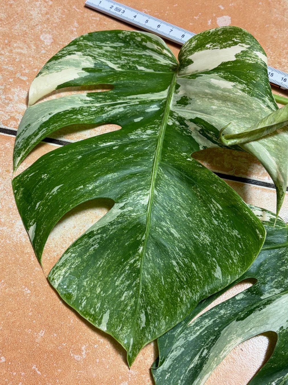 Plantes & graines: Monstera variegata, bewurzelter Steckling – Neuf (Voir description) à Winterthur par Aniger 4