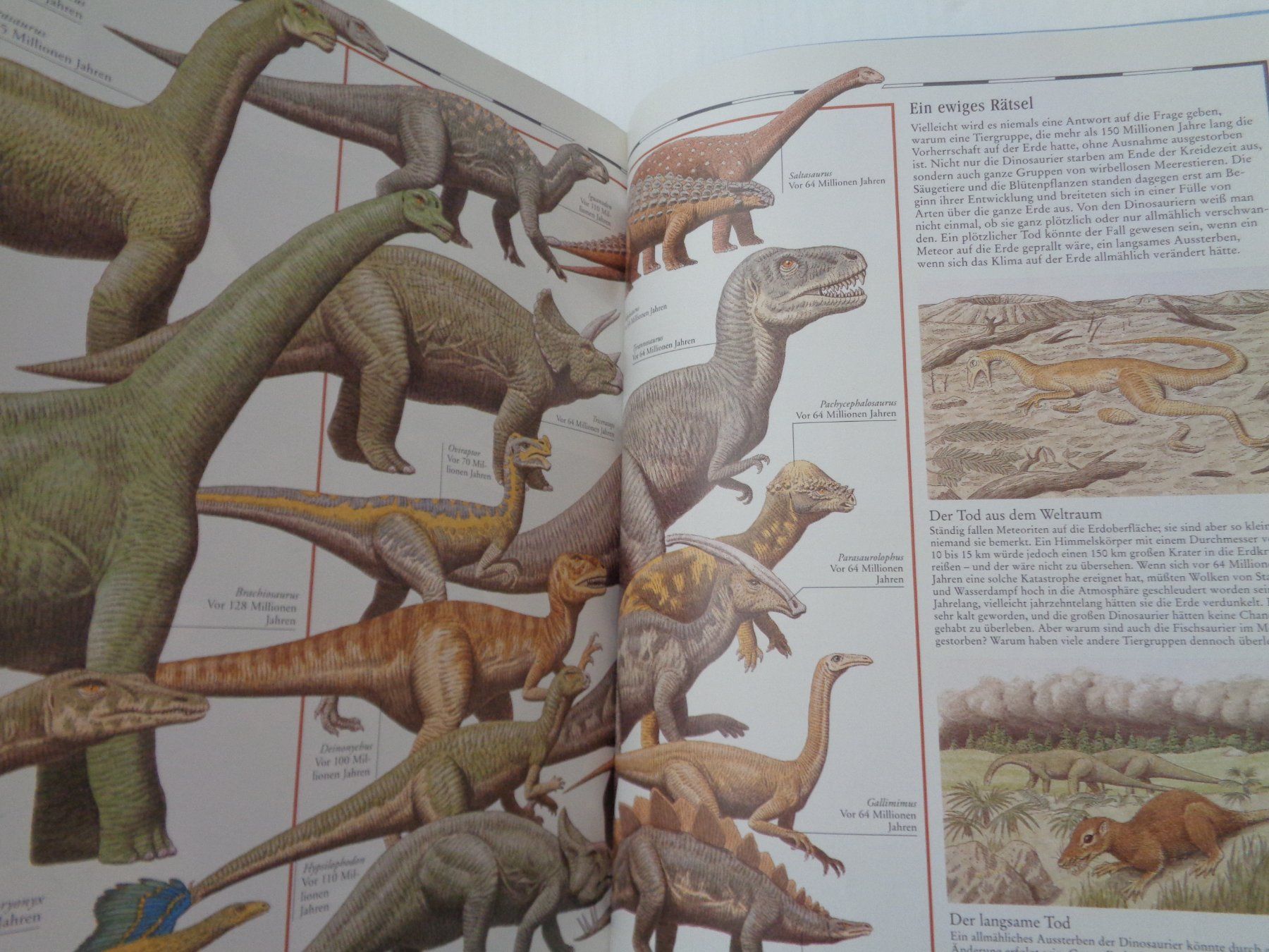 Libri: Bildatlas der Dinosaurier - entdecken - vergleichen – Usato da Chur venduto da Oregano1 3