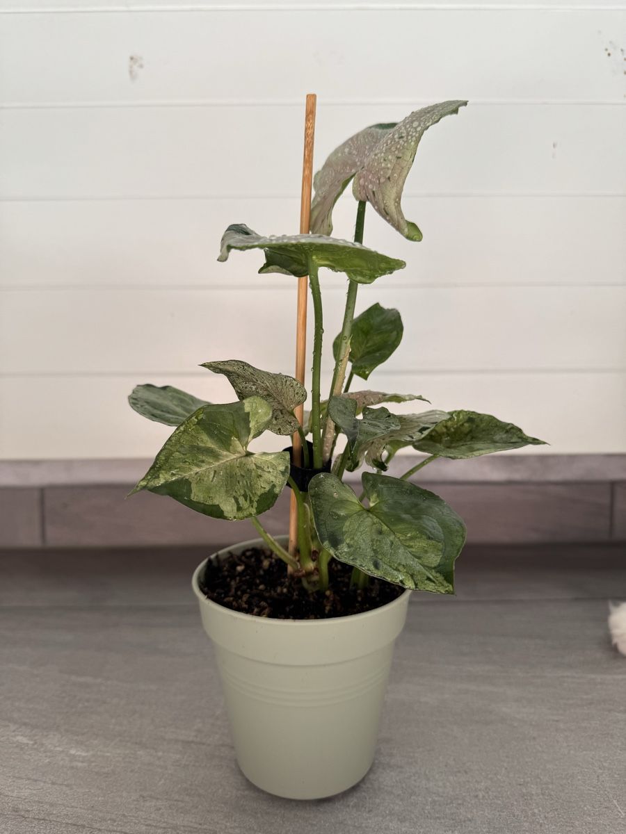 Pflanzen & Samen: Syngonium Green Splash – Gebraucht aus Sugiez von fabandy16 5