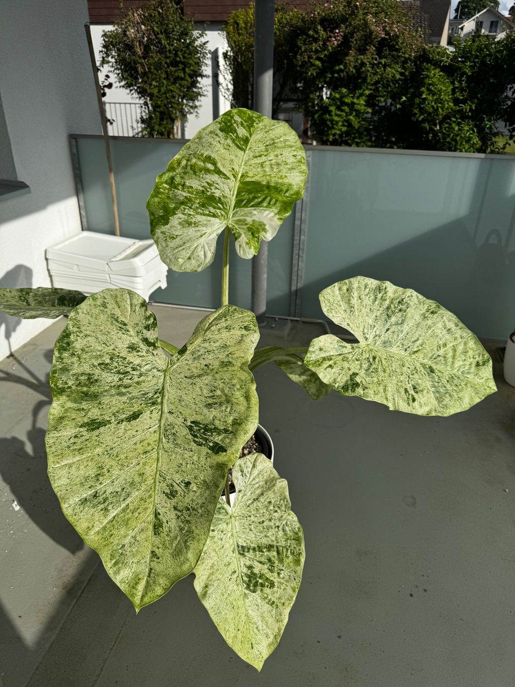 Piante & sementi: 🌱Alocasia odora batik – Usato da Niederbuchsiten venduto da GreenGems