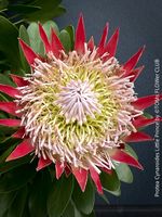 Protea Cynaroides Little Prince - florale Magie pure