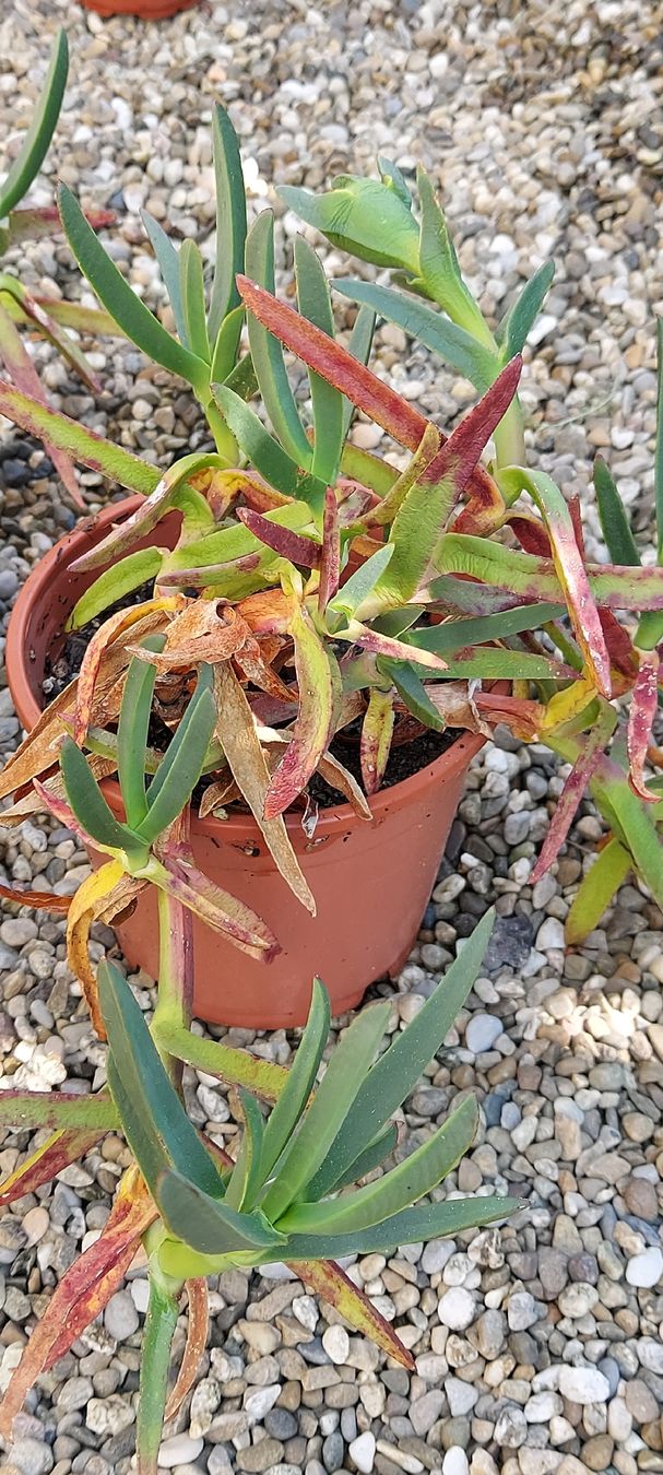 Plantes & graines: Hottentottenfeige - Carpobrotus edulis - Mittagsblume – D'occasion à Küssnacht am Rigi par Mukare 2
