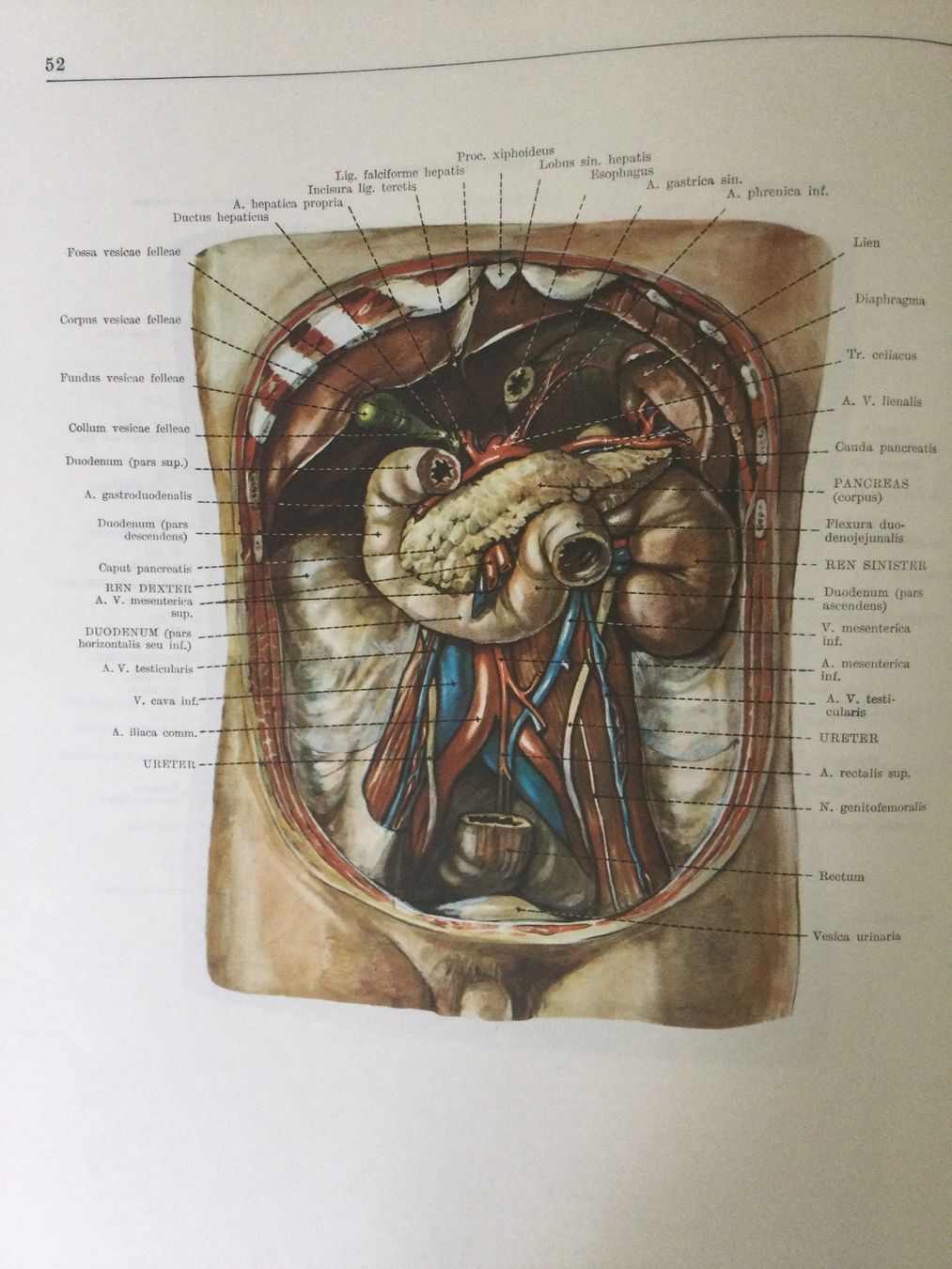 Bücher: Anatomischer Atlas des Menschen, 3 Bände – Gebraucht aus St. Gallen von Lila_238 5