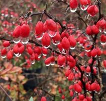 Ab 5.- fr 5 SAMEN Berberitze (Berberis vulgaris) Epinette