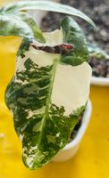 Alocasia Pink Dragon Albo variegata Rhizom