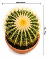 🌵 Großer Goldkugelkaktus (Echinocactus grusonii) – Sehr sel
