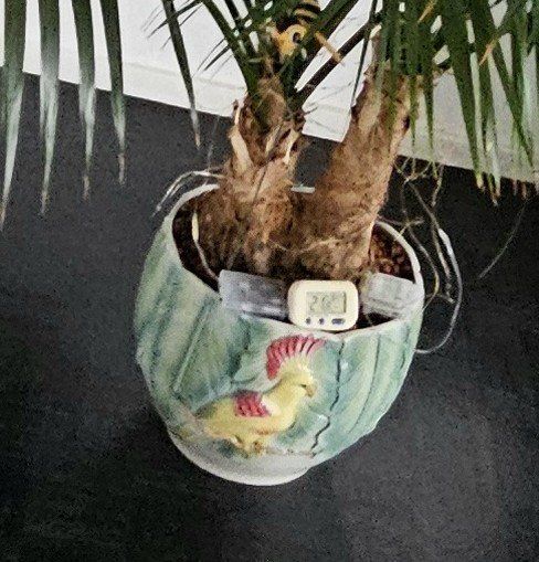 Sehr schne und grosse Kentia Palme, Top Zustand (Gebraucht) in Neuhausen  fr CHF 350  nur Abholung auf Ricardo kaufen
