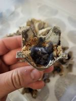 Accendifuoco/Feuerstarter