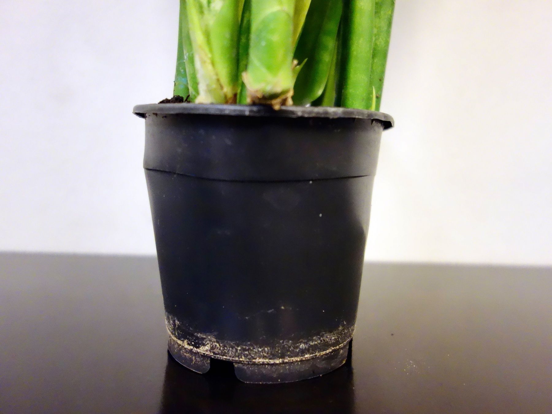 Piante & sementi: Bogenhanf Sansevieria Trifasciata – Nuovo (secondo la descrizione) da Kerzers venduto da zimmergruener 6