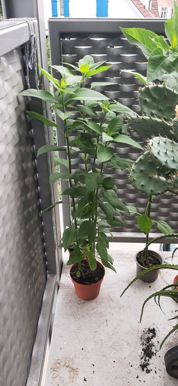 Piante & sementi: Essbare Knollen-Sonnenblume Winterhart – Nuovo e nell'imballaggio originale da Kreuzlingen venduto da Vwpassat6