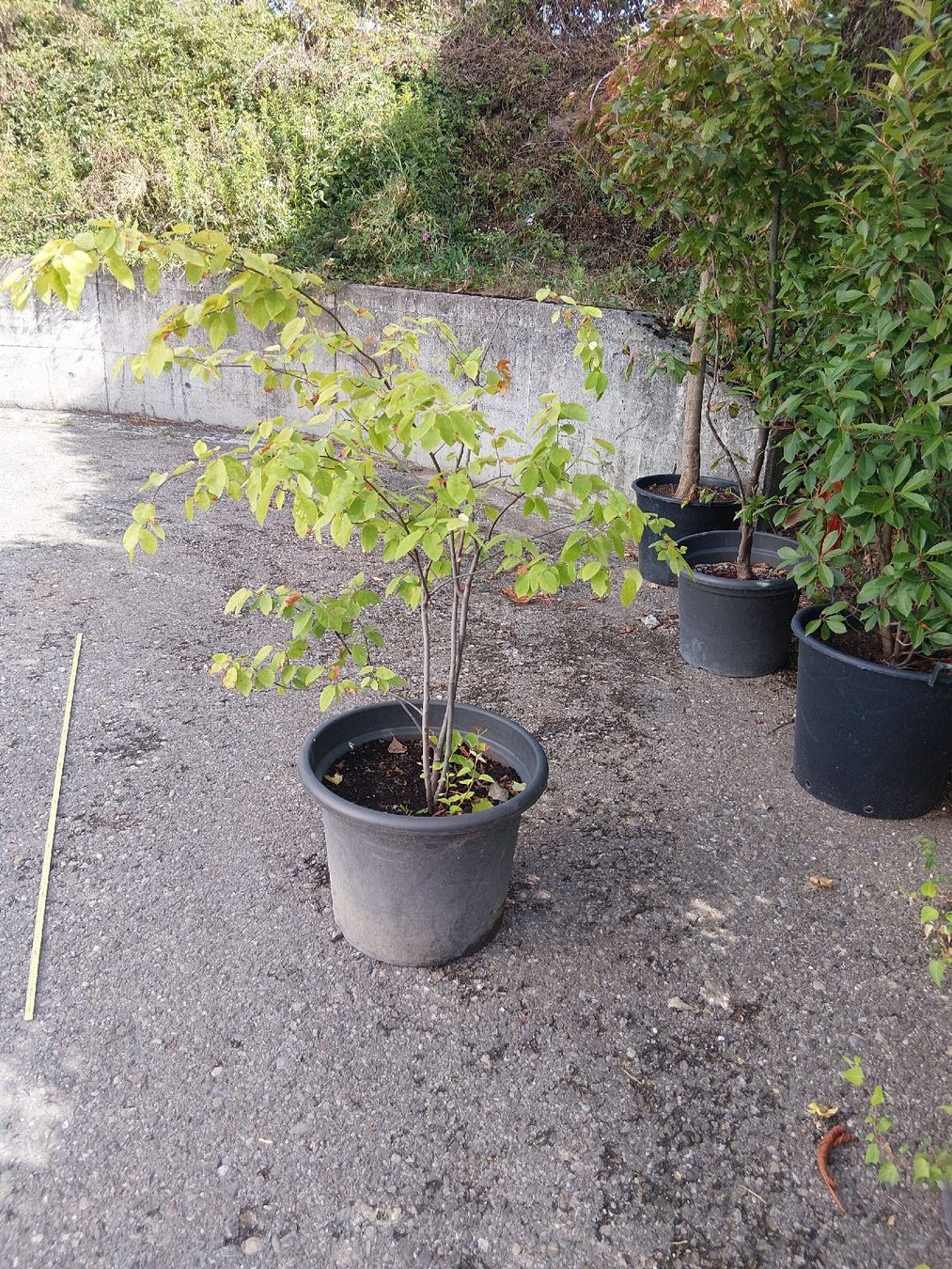 Plantes & graines: Felsenbierne  – D'occasion à Buchs ZH par Fabian8107