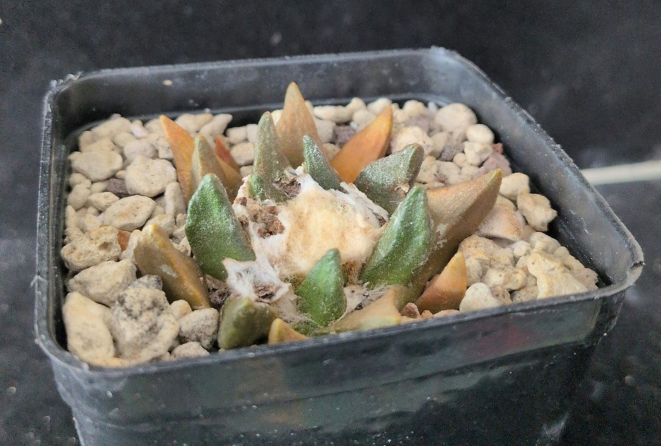 Plantes & graines: Ariocarpus scaphirostris – D'occasion à Vuisternens-Romont par Cold_cactus