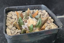 Ariocarpus scaphirostris