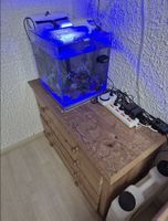 Aquarium Meerwasser