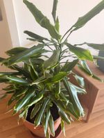 Indoor Plant Dracaena Variety Good Condition