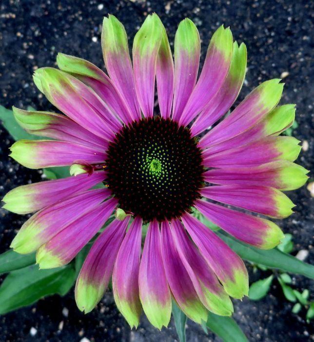 Pflanzen & Samen: Echinacée 'Green Twister'   2 plants – Neu und originalverpackt aus Bremblens von FIBONACCI369 1