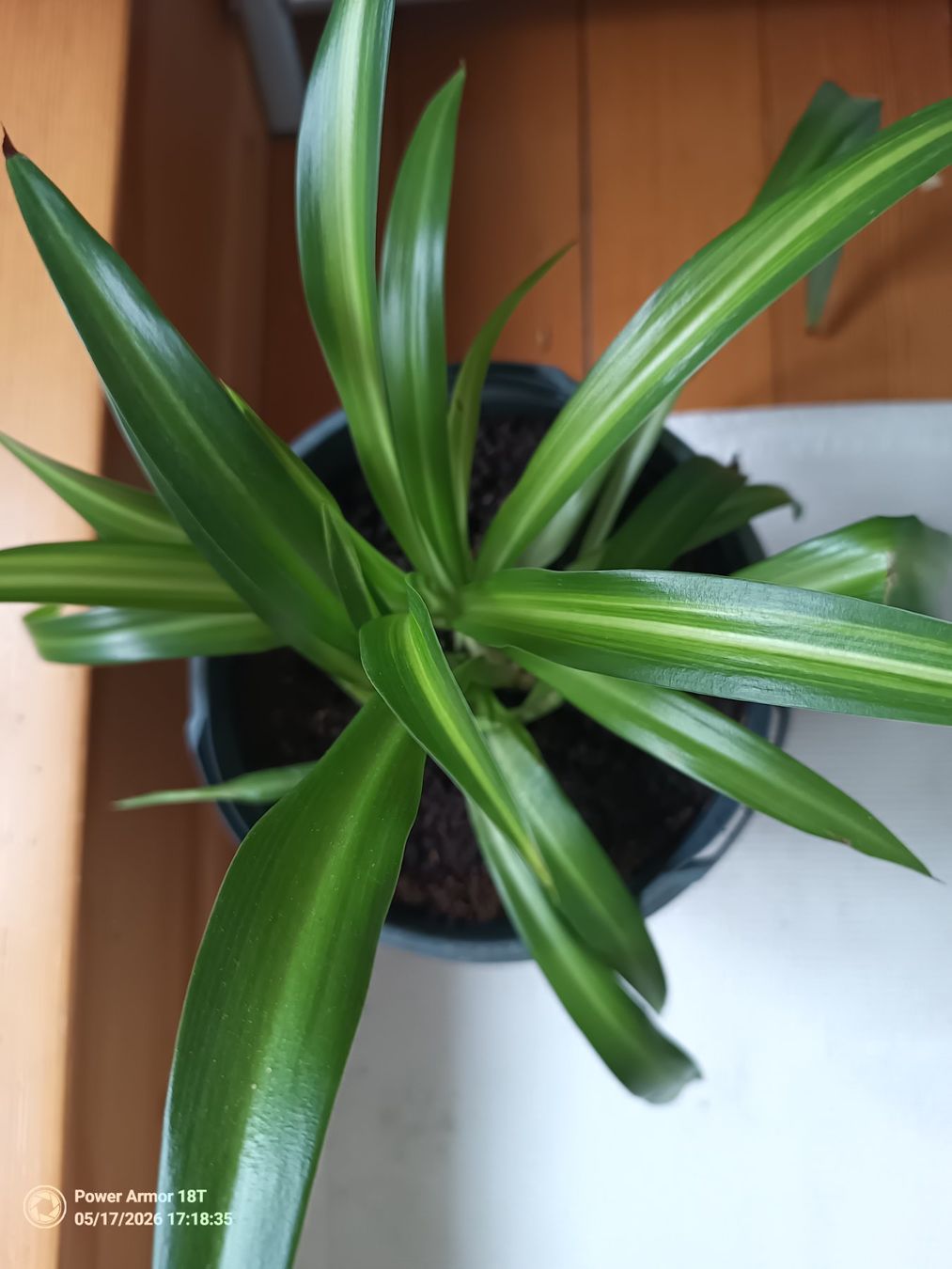 Pflanzen & Samen: Grünlilie – Gebraucht aus Winterthur von Kristiinag