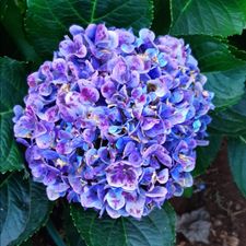 Profile image of Flora3