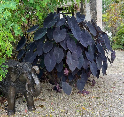 Plantes & graines: Colocasia esculenta BLACK MAGIC – Neuf (Voir description) à Bremblens par FIBONACCI369