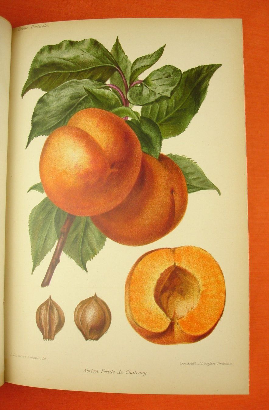 Livres: REVUE HORTICOLE 1899, LITHOS – D'occasion à Grüningen par Kartensammler 6