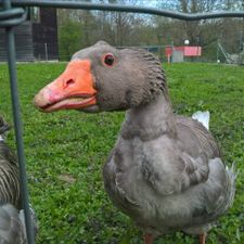 Profile image of yanick1