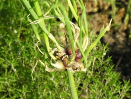 Etagenzwiebeln aus eigenem Garten