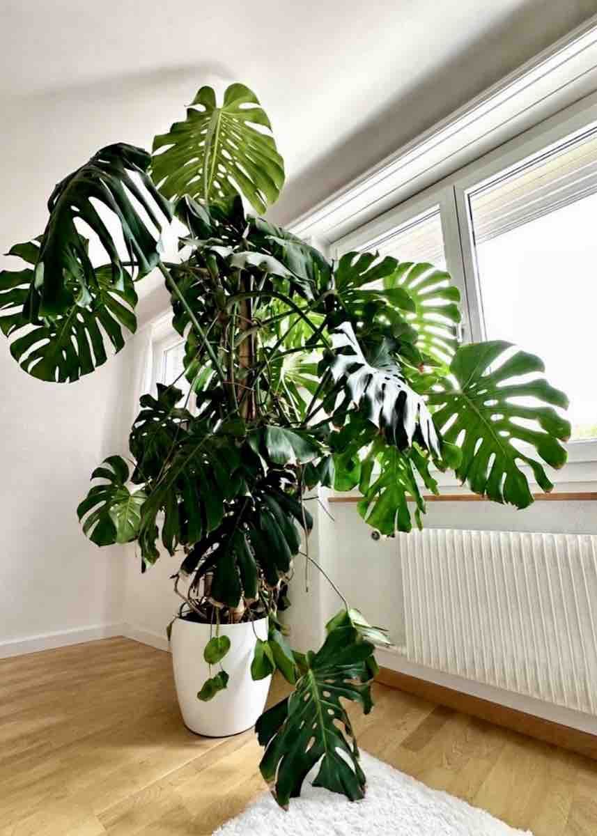 Plantes & graines: Monstera Ableger (2 Stück) – Neuf (Voir description) à Bern par ACR12 4