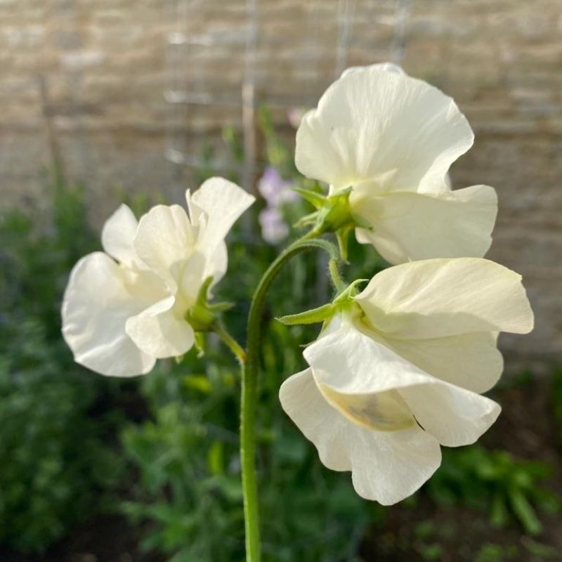 Piante & sementi: 15 SPRING SUNSHINE CREAM Duftwicke Samen – Nuovo (secondo la descrizione) da Ehrendingen venduto da VerveinaSamen 4