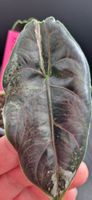🤩Alocasia Azlanii Pink Variegata Rhizom 