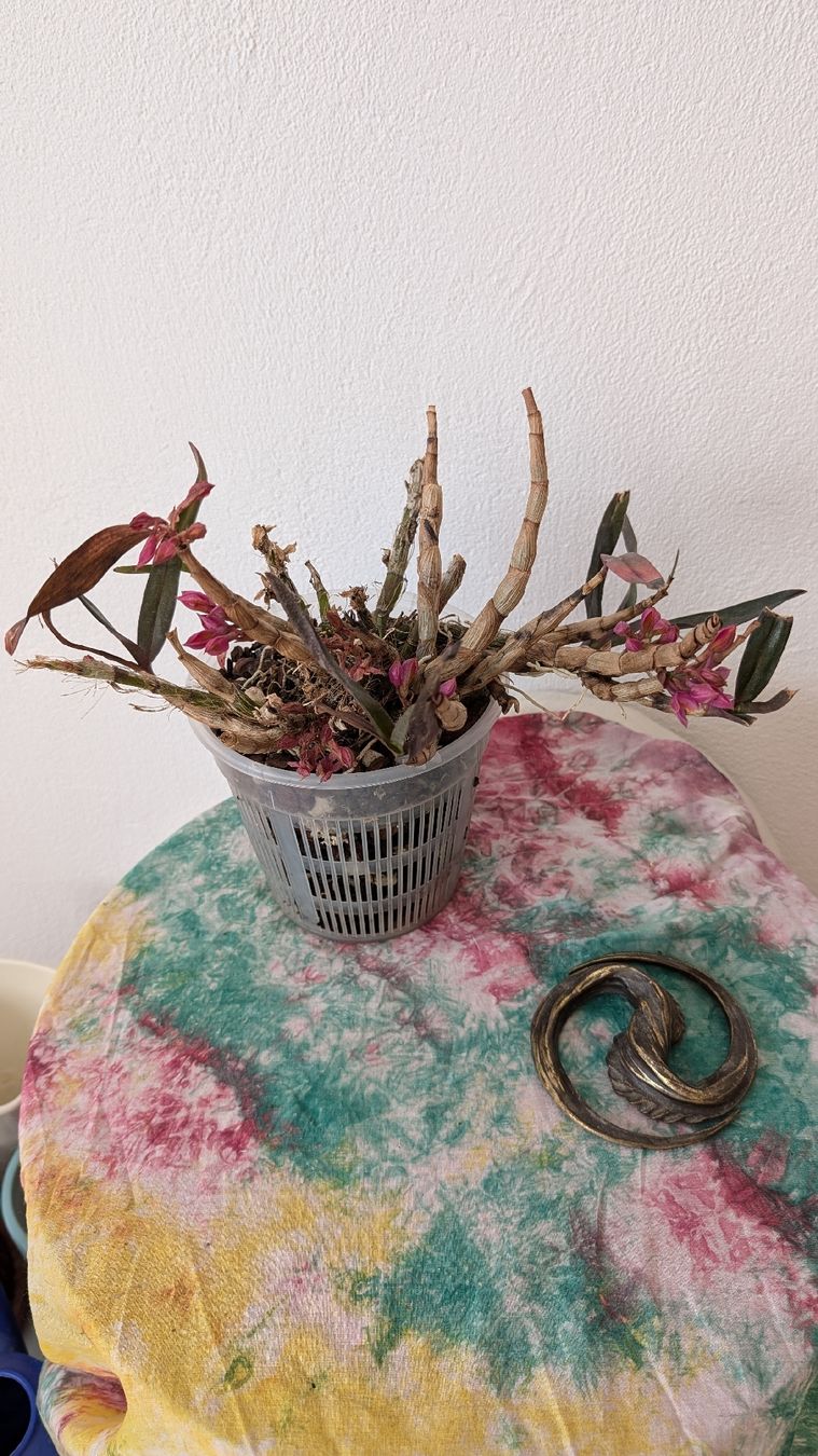 Pflanzen & Samen: Dendrobium 'Hibikki' Orchidee – Gebraucht aus Untervaz von Lyraia