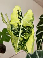 Alocasia micholitziana Frydek Aurea Variegata rhizom ab 1chf