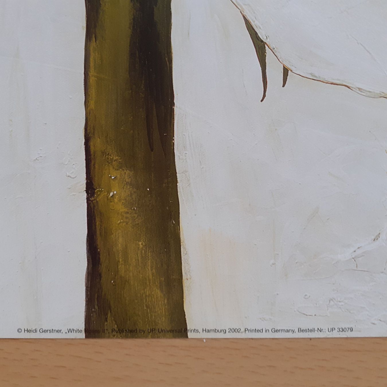 Foto & Immagini: HEIDI GERSTNER  White  Roses II .  Kunstdruck 2002 – Usato da Basel venduto da Luge 2