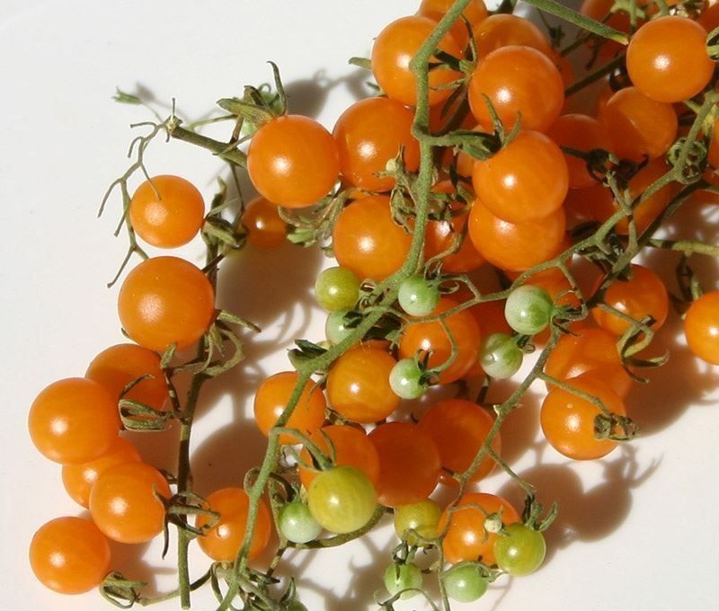Piante & sementi: 50 Samen Johannisbeertomate GELB – Nuovo (secondo la descrizione) da Ehrendingen venduto da VerveinaSamen 7