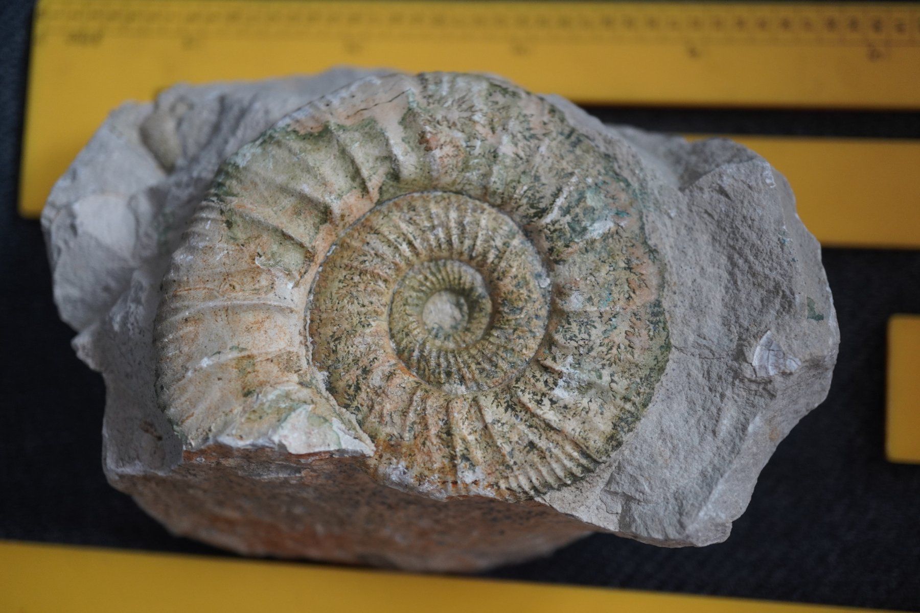 Fossili: Orthosphinctes polygyratus  Ammonit – Nuovo e nell'imballaggio originale da Eschenbach SG venduto da craniums 4
