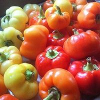 50 Samen Hungarische ALMA Pikant Chili