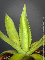 Agave Obscura / Veracruz Agave - 100% Bio-Pflanze