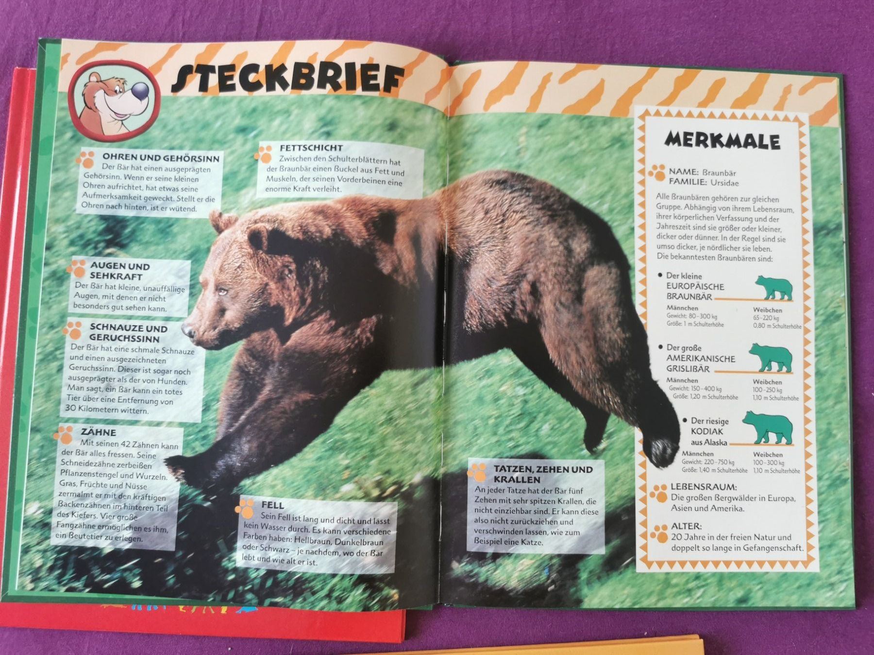 Bücher: Disneys wunderbare Tierwelt: Löwen, Schimpansen, Bären – Gebraucht aus Gockhausen von Porcini56 1