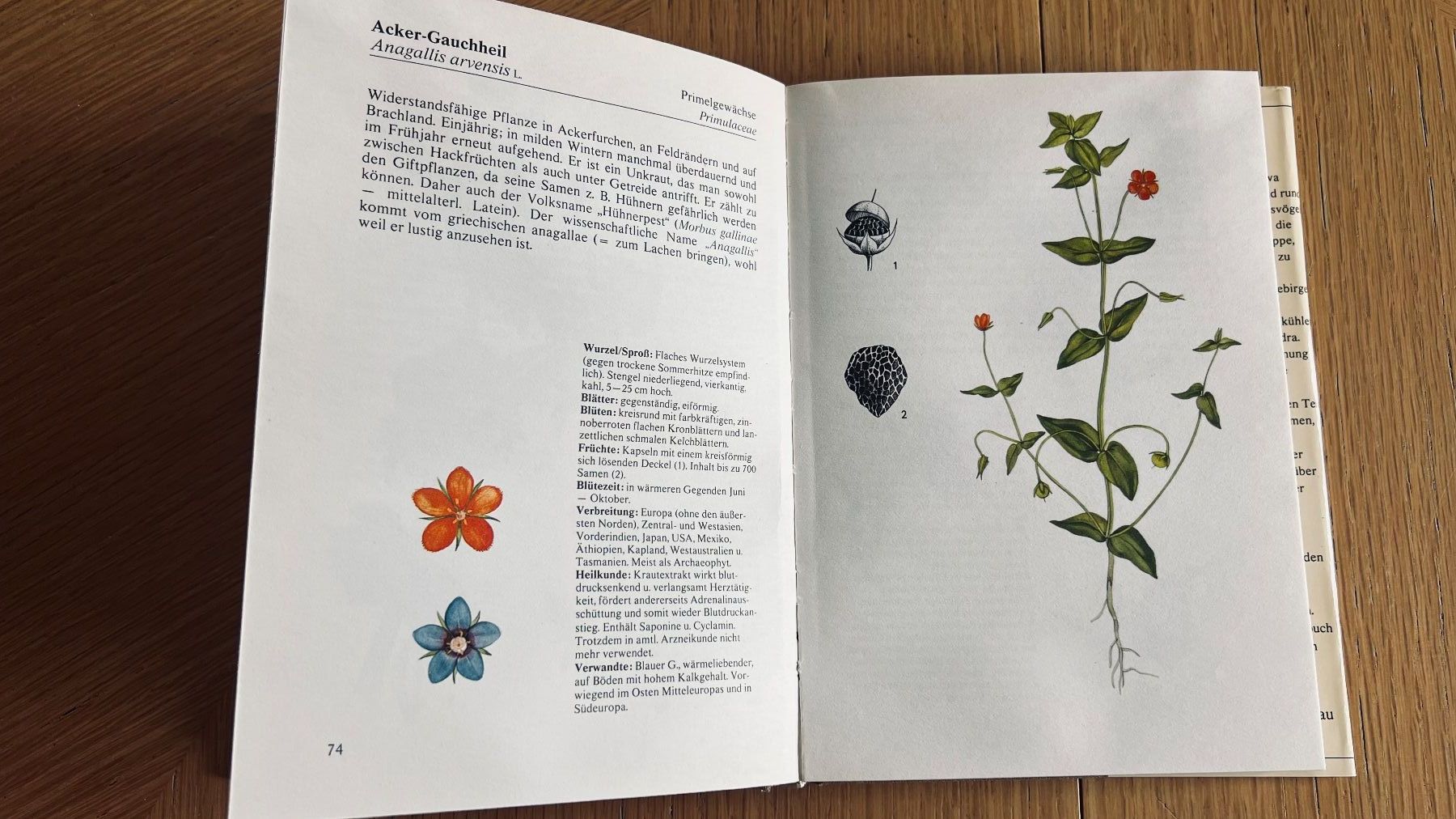Libri: Pflanzenbuch: Wald und Flur entdecken , 1980 – Usato da Schübelbach venduto da Bemafaja 3
