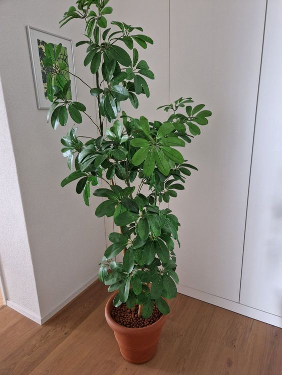 Künstliche Pflanze im Topf Strahlenaralie Schefflera 170 cm Kaufen