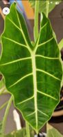 🤩Alocasia Frydek Rhizom 