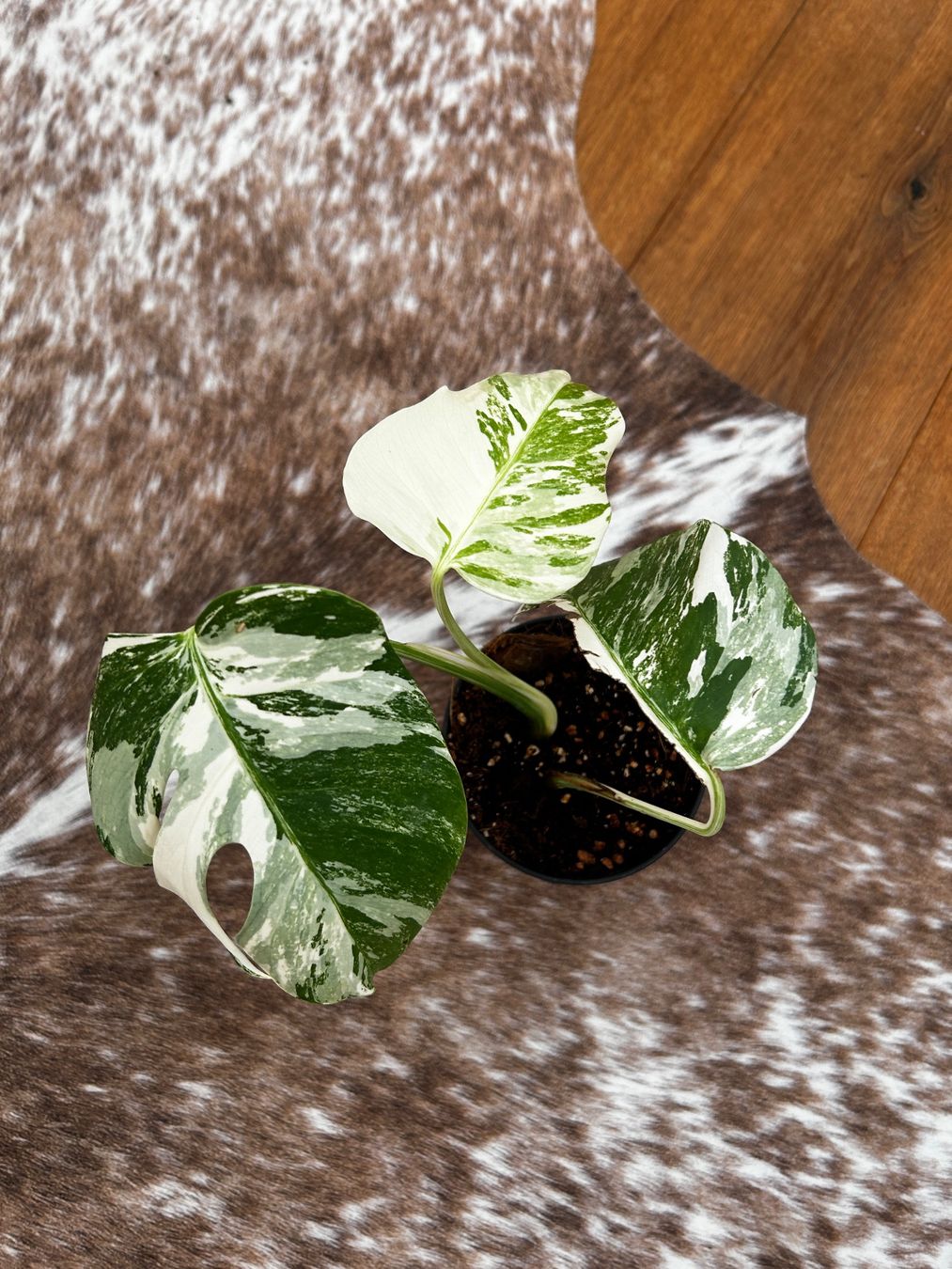 Piante & sementi: Monstera variegata💚 – Usato da Wattwil venduto da Mikesplantshop