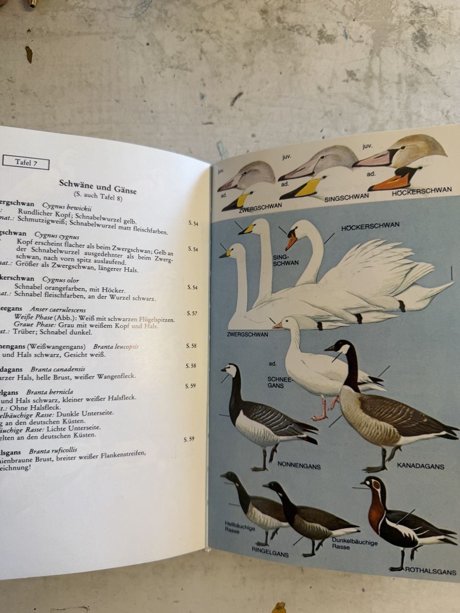 Libri: Die Vögel Europas – Usato da Dietikon venduto da Buchantiqdietikon 2